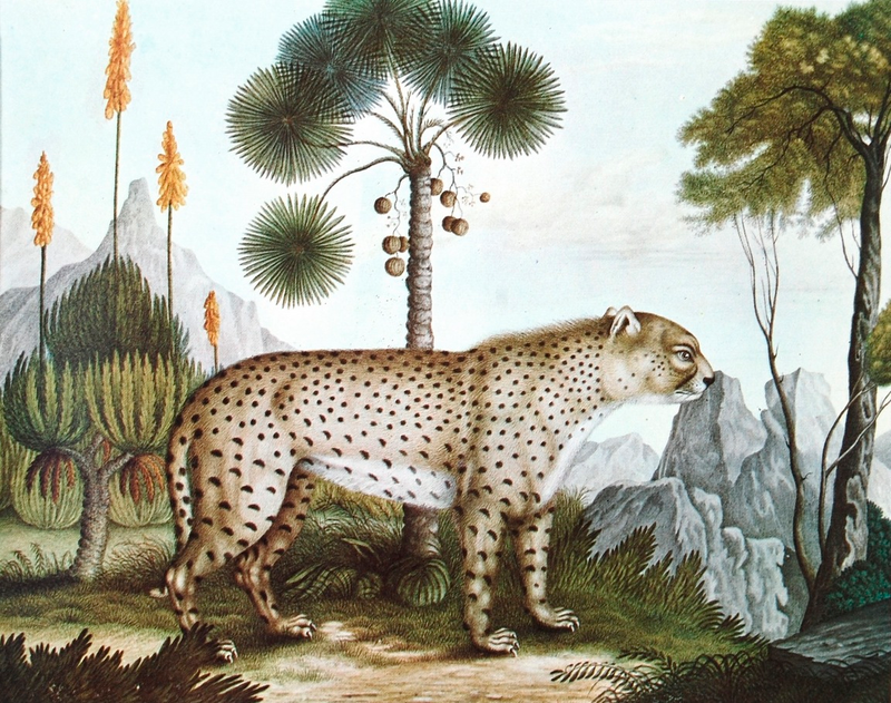 Illustration for article titled How Europeans Imagined Exotic Animals Centuries Ago, Based on Hearsay
